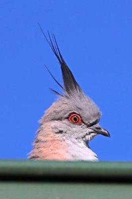 Book cover for Crested Pigeon Journal