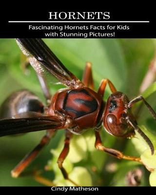 Book cover for Hornets