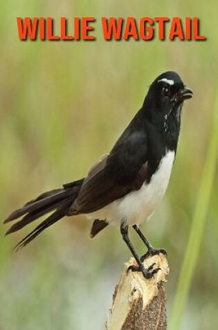 Cover of Willie Wagtail