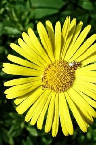 Cover of Leopard's Bane Doronicum Orientale Flower Journal