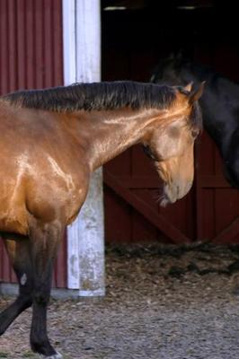 Book cover for 2020 Daily Planner Horse Photo Equine Feeding Time 388 Pages