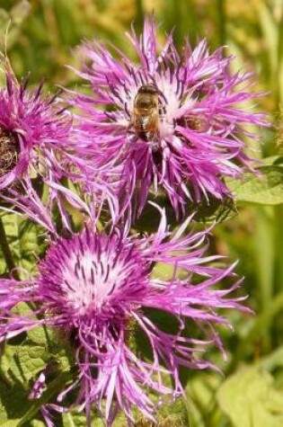 Cover of Meadow Knapweed Notebook