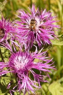 Book cover for Meadow Knapweed Notebook