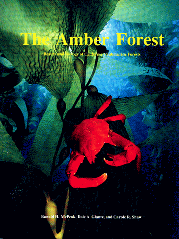 Book cover for Amber Forest