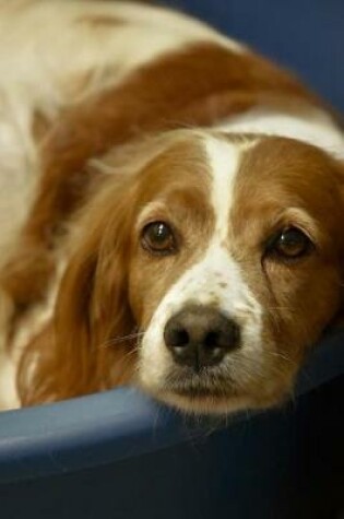 Cover of Cute French Brittany Spaniel Dog Journal