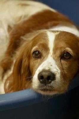 Book cover for Cute French Brittany Spaniel Dog Journal