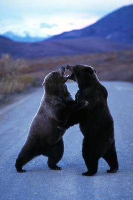 Book cover for Two Grizzly Bears Fighting in the Road Journal