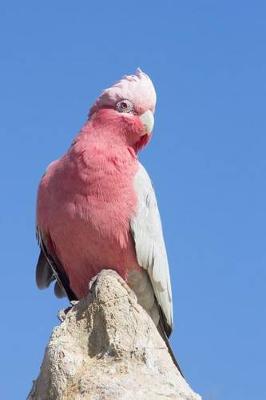 Book cover for Galah Cockatoo Journal