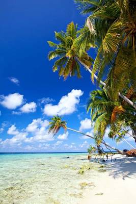 Book cover for Tropical Beach in the Bahamas