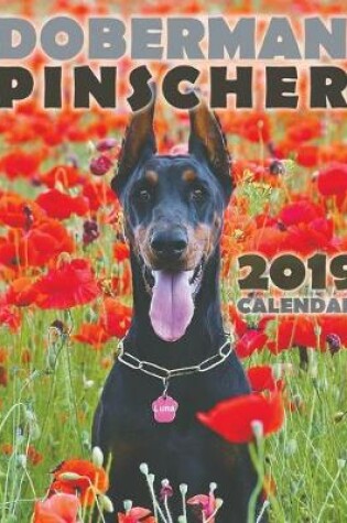 Cover of Doberman Pinscher 2019 Calendar