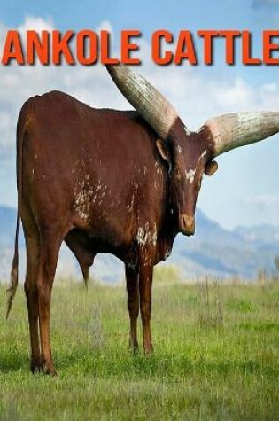 Cover of Ankole Cattle