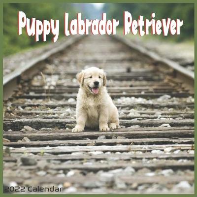 Book cover for Labrador Retriever Puppy 2022 Calendar