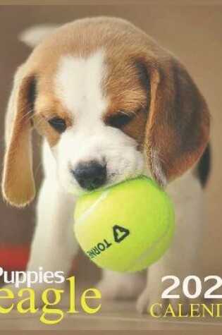 Cover of Beagle Puppies CALENDAR 2022