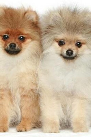 Cover of Pair of Pomeranian Puppies (for the Love of Dogs)