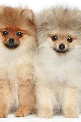 Book cover for Pair of Pomeranian Puppies (for the Love of Dogs)