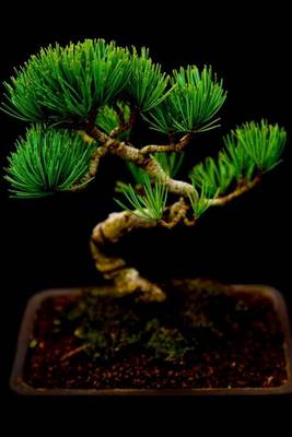 Book cover for Miniature Japanese Bonsai Tree, for the Love of Nature