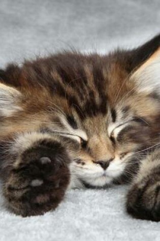 Cover of Sleeping Maine Coon Kitten