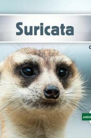 Cover of Suricata (Meerkat)