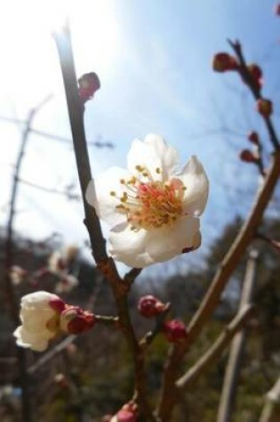 Cover of Plum Flowers in Early Spring Journal