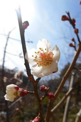 Book cover for Plum Flowers in Early Spring Journal