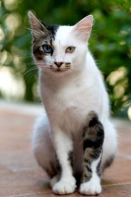 Book cover for Turkish Van Cat Journal One Eye Two Eye Blue Eye Green Eye