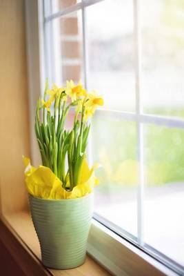 Book cover for Daffodils in a Vase by the Window in Spring, for the Love of Flowers