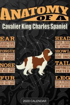 Book cover for Anatomy Of A Cavalier King Charles Spaniel