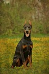 Book cover for Doberman Pinscher