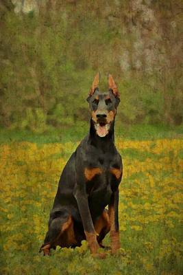 Cover of Doberman Pinscher