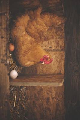 Book cover for A Chicken in the Barn with Eggs