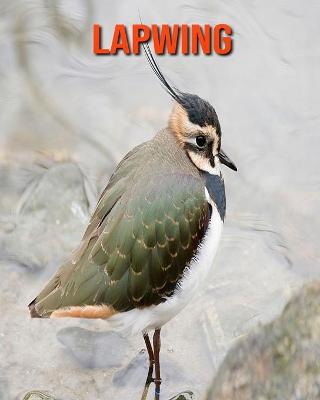 Book cover for Lapwing