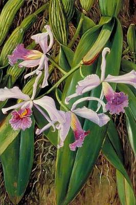 Book cover for Marianne North Orchids in Art Pink Orchid