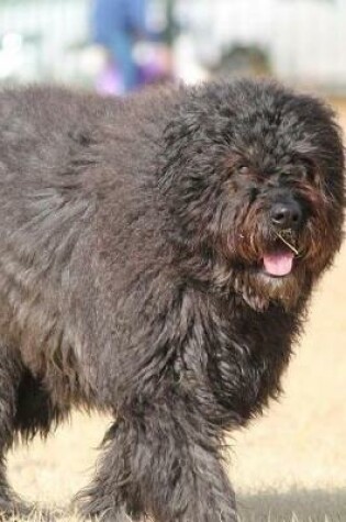 Cover of Bouvier des Flandres Notebook