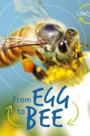 Cover of From Egg to Bee