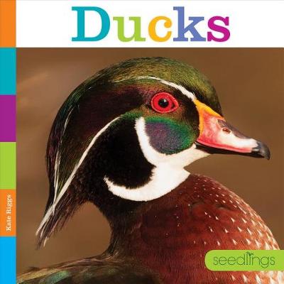 Book cover for Ducks