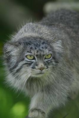 Book cover for Pallas Cat Manul Journal