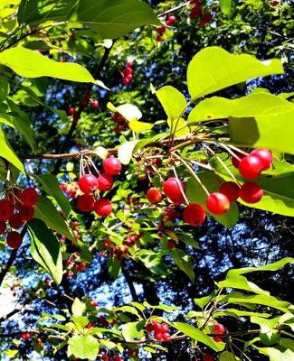 Book cover for School Composition Book Bright Red Berries Fall Branches 130 Pages