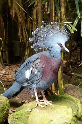 Book cover for Western Blue Crowned Pigeon Journal