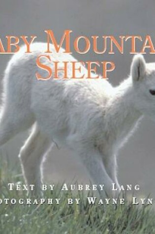 Cover of Baby Mountain Sheep