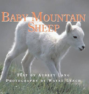 Cover of Baby Mountain Sheep