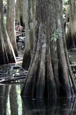 Cover of Cypress Trees in the Florida Swamp