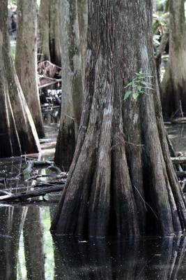 Book cover for Cypress Trees in the Florida Swamp