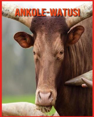 Book cover for Ankole-Watusi