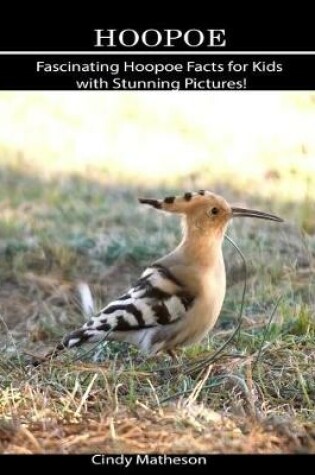 Cover of Hoopoe