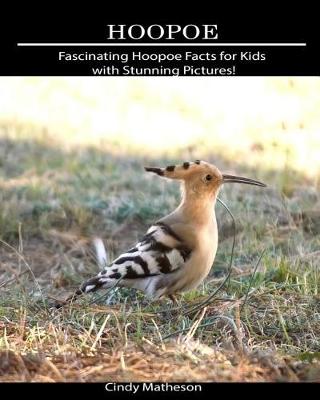 Book cover for Hoopoe