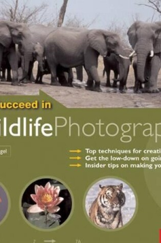Cover of Succeed in Wildlife Photography