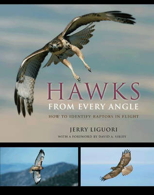 Book cover for Hawks from Every Angle