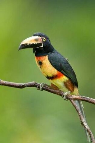 Cover of Collared Aracari Toucan Journal