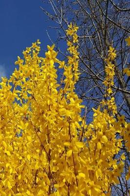 Cover of 2019 Daily Planner Pretty Forsythia Branches Blue Sky 384 Pages