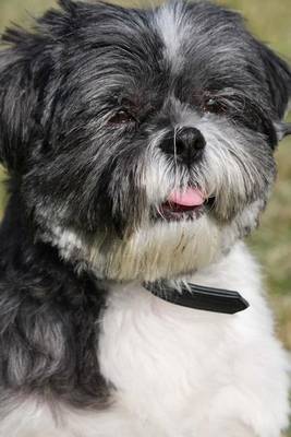 Book cover for A Sitting Shih Tzu, for the Love of Dogs